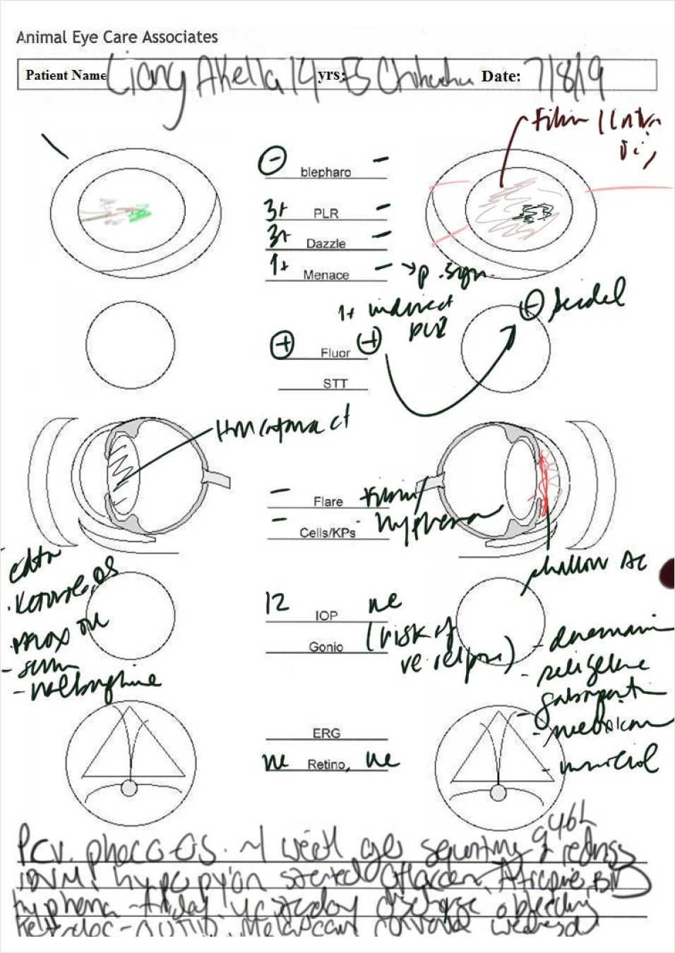 Tablet interface tested with veterinary ophthalmologists